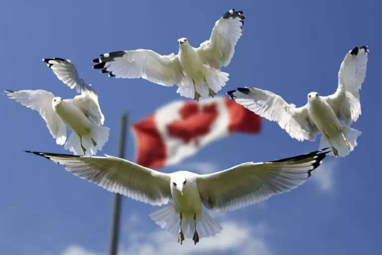 CanadianVisaExpert - Canada flag with white birds